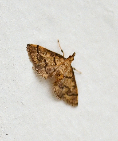 Metasia ophialis da conf.